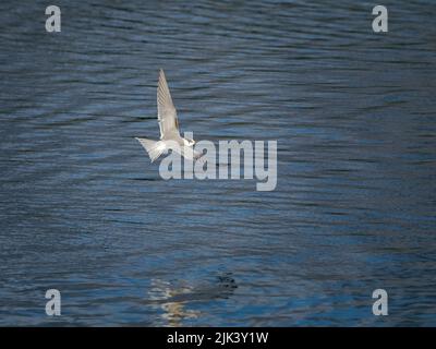 Jungtiere der Schwarzen Tinne, die über dem Wasser fliegt Stockfoto