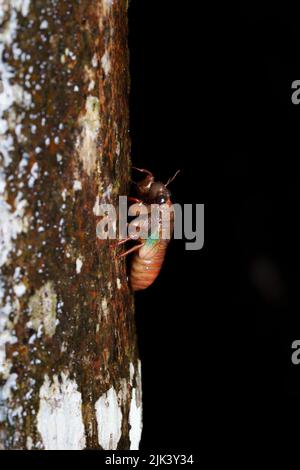 Cicada auf einem nassen Baum mit schwarzem Hintergrund in einer Regennacht in Agumbe Stockfoto