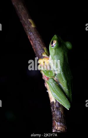 Malabar-Gleitfrosch (Rhacophorus malabaricus) ist eine rhakophoride Baumfroschart, die in den Westghats Indiens gefunden wird. Stockfoto