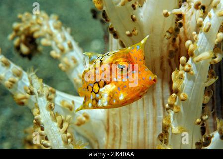 Thornback Cowfish (Lactoria fornasini) an einer Baumanemone (Actinodendron arboreum), Great Barrier Reef, Queensland, Australien Stockfoto