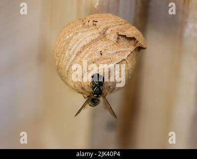 Königin Wespenbau Nest, runde Struktur von Holzbalken aufgehängt. Selektiver Fokus auf Insekten. Dublin, Irland Stockfoto