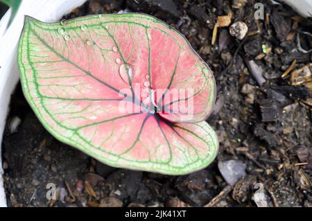 Caladium, Caladium Bicolor Vent oder Caladium Bicolor oder Caladium sp Pflanze Stockfoto