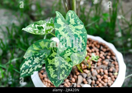 Colocasia Hilo Beauty, Arocasia Hilo oder Caladium Hilo Beauty oder Caladium bicolor oder bicolor Pflanze Stockfoto