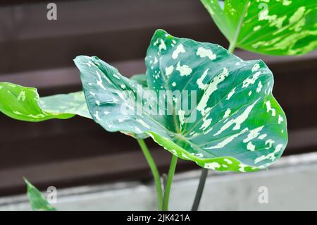 Colocasia Hilo Beauty, Arocasia Hilo oder Caladium Hilo Beauty oder Caladium bicolor oder bicolor Pflanze Stockfoto