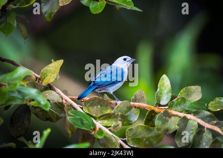 Blue Grey Tanager auf Zweigstelle in Costa Rica Stockfoto