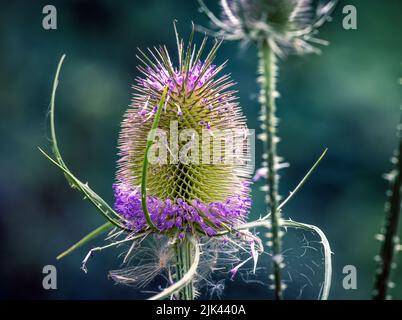 Nahaufnahme des Teasels, britische Blumen Stockfoto