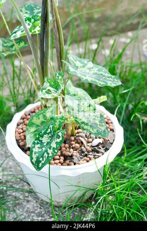 Colocasia Hilo Beauty, Arocasia Hilo oder Caladium Hilo Beauty oder Caladium bicolor oder bicolor Pflanze Stockfoto