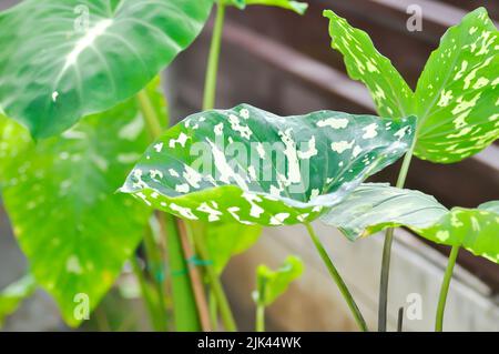 Colocasia Hilo Beauty, Arocasia Hilo oder Caladium Hilo Beauty oder Caladium bicolor oder bicolor Pflanze Stockfoto