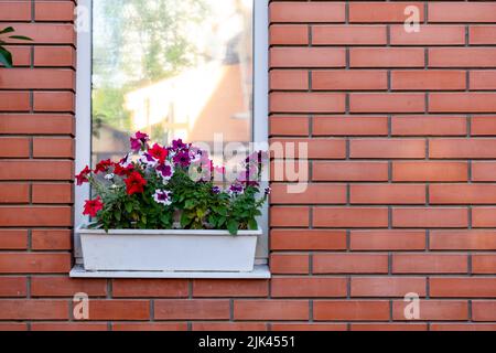 Blumen in einer Schachtel auf der Fensterbank eines Wohnhauses. Ein rotes Backsteinhaus. Ein Fenster in einer roten Ziegelwand mit Topfblumen auf der Außenschwelle. Stockfoto