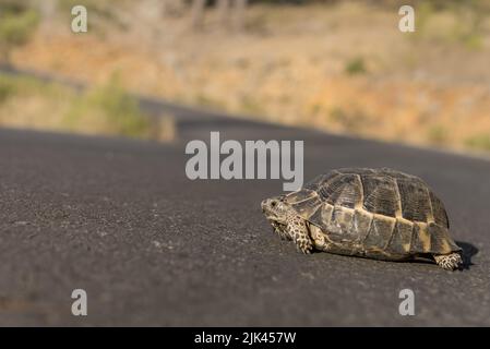 An einem sonnigen Tag überquert eine kleine Landschildkröte die Straße. Stockfoto