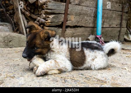 Ein kleiner Hund legt sich hin und liebt es, ein Ziegenbein zu essen. Stockfoto