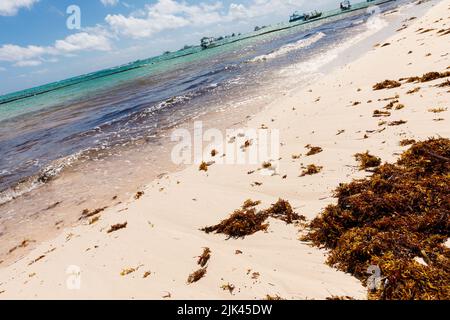 Dominikanische Republik Bavaro Punta cana Provinzen La Altagracia. Algen am Strand. Algensargassum. Karibisches Umweltproblem. Stockfoto