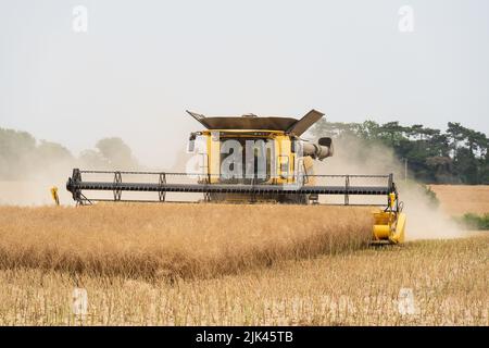 Kombinieren Sie die Ernte in Hasketon, Suffolk Stockfoto