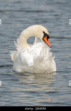 Weißer Schwan am Fluss Itchen im Riverside Park, Southampton Stockfoto