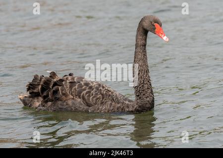 Schwarzer Schwan am Fluss Itchen, Riverside Park, Southampton, Großbritannien Stockfoto