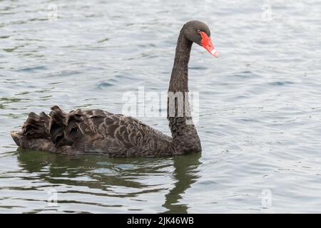 Schwarzer Schwan am Fluss Itchen, Riverside Park, Southampton, Großbritannien Stockfoto