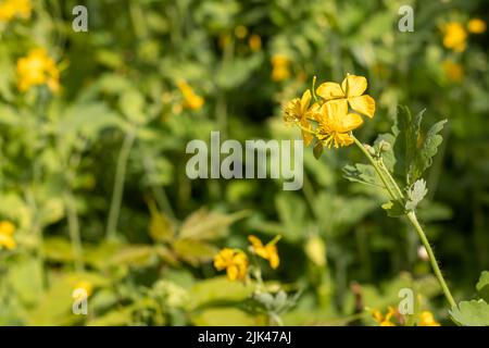 Großkelandine, gelbe Wildblumen, Nahaufnahme. Chelidonium majus ist eine giftige, blühende, medizinische Pflanze der Familie Papaveraceae. Gelb-orange Stockfoto