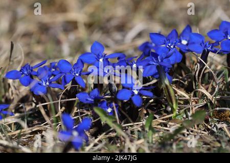 Gentiana verna Schwäbische Alpen Deutschland Stockfoto