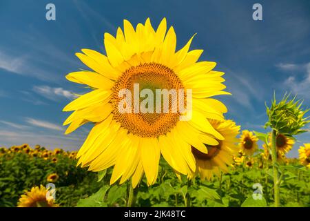 Großer, gelber Sonnenblumenkopf. Blühendes Sonnenblumenfeld mit tiefblauem Himmel auf dem Hintergrund Stockfoto