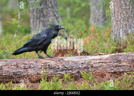 Gemeiner Rabe (Corvus corax) im Taigawald Finnlands Stockfoto