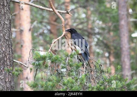 Gemeiner Rabe (Corvus corax), der auf einem Ast im Taigawald Finnlands thront Stockfoto