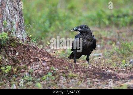 Gemeiner Rabe (Corvus corax) auf dem Boden mit einem Bissen Futter im Taigawald Finnlands Stockfoto