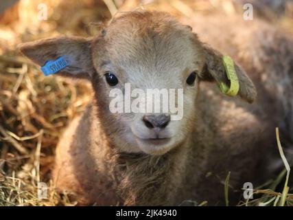 Entzückendes Portland Lamm aus der Nähe Stockfoto