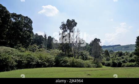 Schöne Landschaften von Ooty. Beste Hintergrundbilder Stockfoto