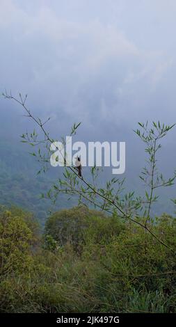 Schöne Landschaften von Ooty. Beste Hintergrundbilder Stockfoto