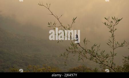 Schöne Landschaften von Ooty. Beste Hintergrundbilder Stockfoto