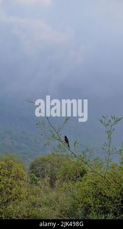 Schöne Landschaften von Ooty. Beste Hintergrundbilder Stockfoto