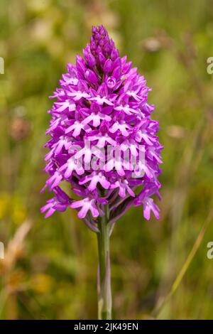 Großer Blütenkopf der Pyramiden-Orchidee Anacamptis pyramidalis, die im Grasland in Kent UK wächst Stockfoto