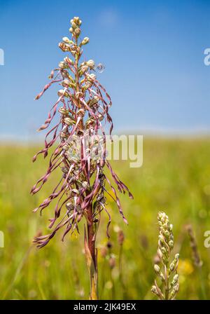 Lizard Orchid Himantoglossum hircinum wächst im rauen Gras, das an einen Golfplatz in Kent UK grenzt Stockfoto