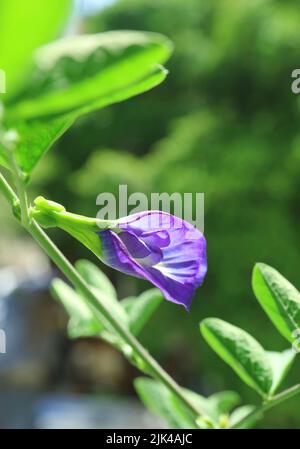 Wunderschöne blühende Schmetterlingserbse oder Aparajita Blume im Sonnenlicht Stockfoto