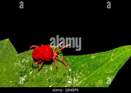 Rote Samtmite auf einem grünen Blatt Stockfoto