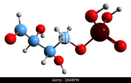 3D Bild der Skelettformel Erythrose 4-Phosphat - molekularchemische Struktur des auf weißem Hintergrund isolierten Metaboliten Stockfoto