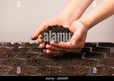 Eine Handvoll Erde in den Händen der Frauen über einem Sämlingstablett Stockfoto