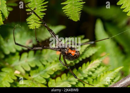 Black Widow Spider - Latrodectus mactans Stockfoto