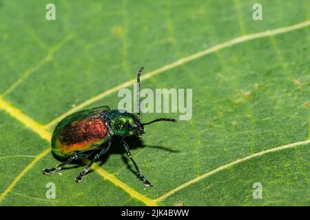 Dogbane Leaf Beetle - Chrysochus auratus Stockfoto