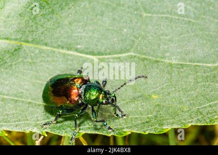 Dogbane Leaf Beetle - Chrysochus auratus Stockfoto