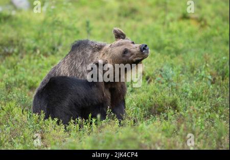 Braunbär (Ursus arctos) kratzt hinter den Ohren Stockfoto