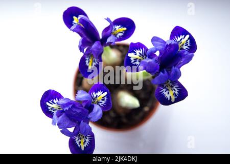 Blaue Netzlilie Stockfoto