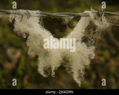 Schafsvlies in Stacheldraht auf einer Farm in Cornish, Großbritannien Stockfoto