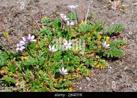 Gemeiner Storchschnabel (erodium cicutarium), Nahaufnahme mit Blättern, Blumen und länglichen Samenschoten, die der Pflanze ihren gemeinsamen Namen geben. Stockfoto