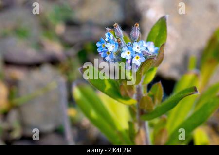 Feld-Vergiss-mich-nicht (myosotis arvensis), Nahaufnahme der ersten der kleinen blauen Blüten, die auf der Pflanze erscheinen, wenn sich der Blütenstiel ausrollt. Stockfoto