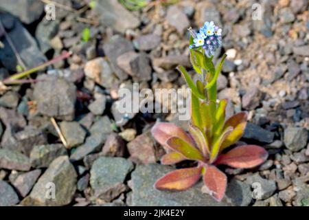 Feld Vergiss-mich-nicht (myosotis arvensis), Nahaufnahme der gewöhnlichen, kleinen blau-blühenden Pflanze, die zwischen dem Kies eines Fußweges wächst. Stockfoto