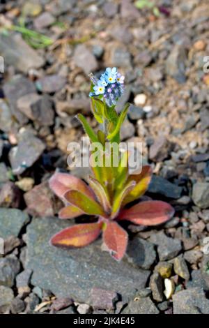 Feld Vergiss-mich-nicht (myosotis arvensis), Nahaufnahme der gewöhnlichen, kleinen blau-blühenden Pflanze, die zwischen dem Kies eines Fußweges wächst. Stockfoto