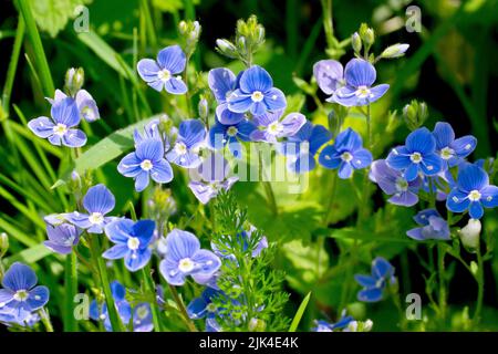 Germander Speedwell (veronica chamaedrys), Nahaufnahme eines Clusters der gewöhnlichen blauen Blüten, die durch das Unterholz aufwachsen. Stockfoto