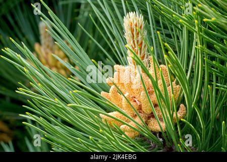 Schwarzkiefer (pinus nigra), Nahaufnahme der männlichen Blüten des Baumes, die sich an der Basis eines neuen Zweiges befinden, der aus dem Ende eines alten Zweiges hervorsprießt. Stockfoto