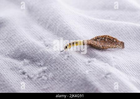 Wandmottenlarven oder Kleidermotten, ernähren sich von Fell, Wolle, abgestorbenen Hautfragmenten, Haare und Papier. Pierces gelagert und alte Kleidung, Notwendigkeit für die Erkennung Stockfoto